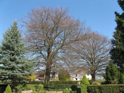 Bild 3 von 2 Blutbuchen westlich der Friedhofskapelle